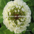 F1 Hybrid white clover seeds for growing